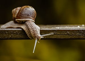 snail, nature conservation, protected animal