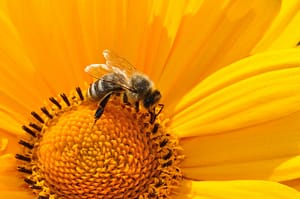 bee, pollen, nectar